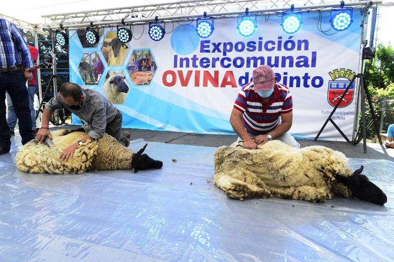 XVII Exposición Intercomunal Ovina de Pinto 08-11-2021 (102)