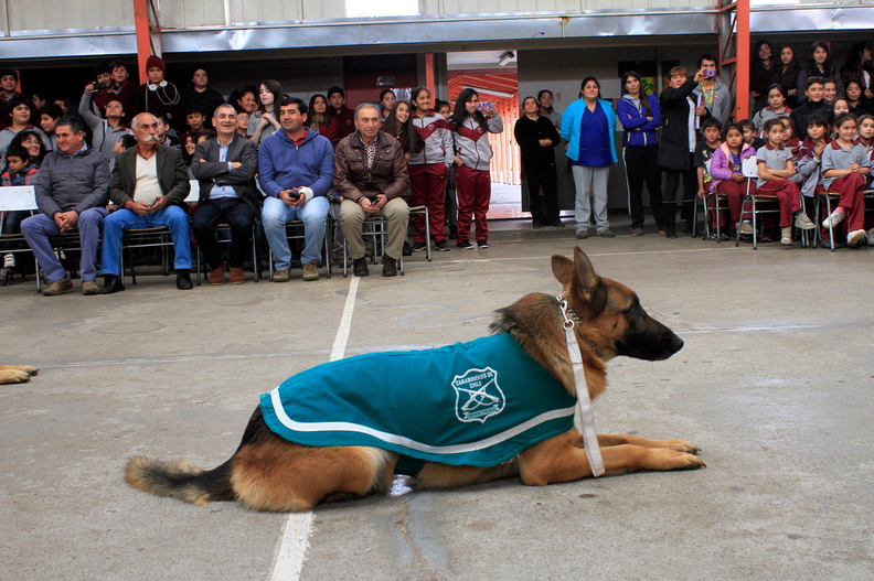 Carabineros de Chillán exhibe ejercicios de adiestramiento de sus perros en Escuela Puerta de la Cordillera de Pinto 24-04-2017 (2).jpg
