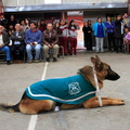 Carabineros de Chillán exhibe ejercicios de adiestramiento de sus perros en Escuela Puerta de la Cordillera de Pinto 24-04-2017 (2)