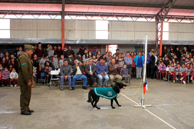 Carabineros de Chillán exhibe ejercicios de adiestramiento de sus perros en Escuela Puerta de la Cordillera de Pinto 24-04-2017 (3)