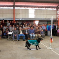Carabineros de Chillán exhibe ejercicios de adiestramiento de sus perros en Escuela Puerta de la Cordillera de Pinto 24-04-2017 (3)