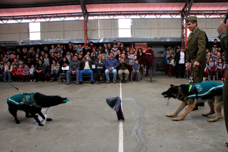 Carabineros de Chillán exhibe ejercicios de adiestramiento de sus perros en Escuela Puerta de la Cordillera de Pinto 24-04-2017 (4)