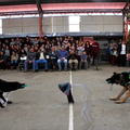 Carabineros de Chillán exhibe ejercicios de adiestramiento de sus perros en Escuela Puerta de la Cordillera de Pinto 24-04-2017 (4)