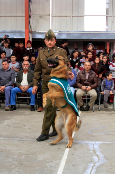 Carabineros de Chillán exhibe ejercicios de adiestramiento de sus perros en Escuela Puerta de la Cordillera de Pinto 24-04-2017 (5).jpg