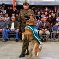 Carabineros de Chillán exhibe ejercicios de adiestramiento de sus perros en Escuela Puerta de la Cordillera de Pinto 24-04-2017 (5)