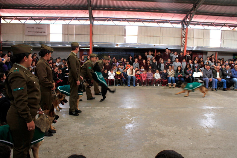 Carabineros de Chillán exhibe ejercicios de adiestramiento de sus perros en Escuela Puerta de la Cordillera de Pinto 24-04-2017 (7)