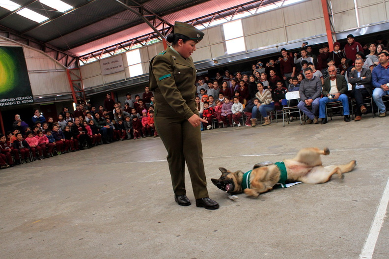 Carabineros de Chillán exhibe ejercicios de adiestramiento de sus perros en Escuela Puerta de la Cordillera de Pinto 24-04-2017 (8)