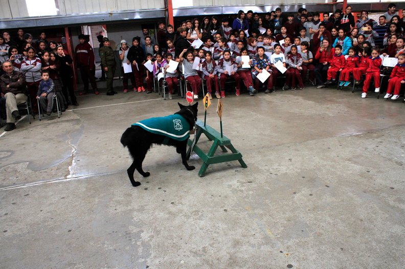 Carabineros de Chillán exhibe ejercicios de adiestramiento de sus perros en Escuela Puerta de la Cordillera de Pinto 24-04-2017 (10)