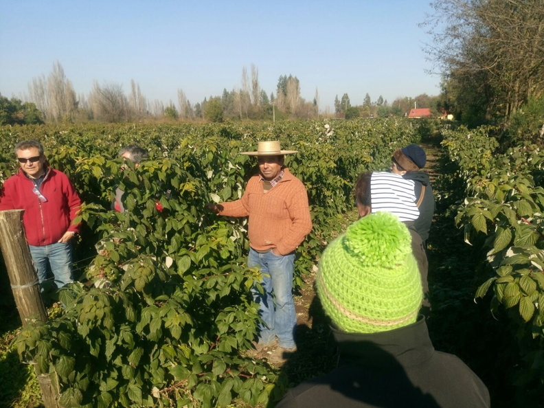 PRODESAL realiza gira técnica con 18 usuarios del rubro Berries al vivero PLANASA en San Ignacio 14-06-2017 (5).JPG