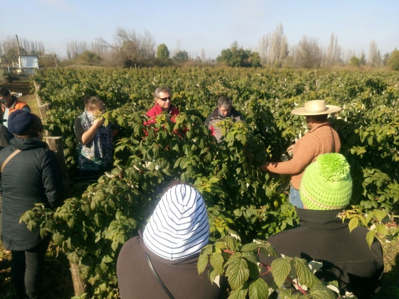 PRODESAL realiza gira técnica con 18 usuarios del rubro Berries al vivero PLANASA en San Ignacio 14-06-2017 (14)