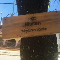 Instalación de letreros para los árboles de la Plaza de Pinto