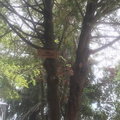 Instalación de nuevos letreros para identificar los árboles nativos y exóticos de la Plaza de Armas de Pinto 09-11-2017 (2)