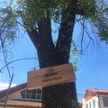 Instalación de nuevos letreros para identificar los árboles nativos y exóticos de la Plaza de Armas de Pinto 09-11-2017 (4)