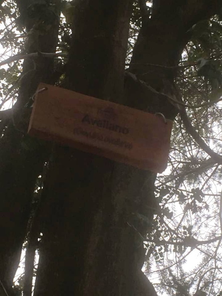 Instalación de nuevos letreros para identificar los árboles nativos y exóticos de la Plaza de Armas de Pinto 09-11-2017 (10).jpg