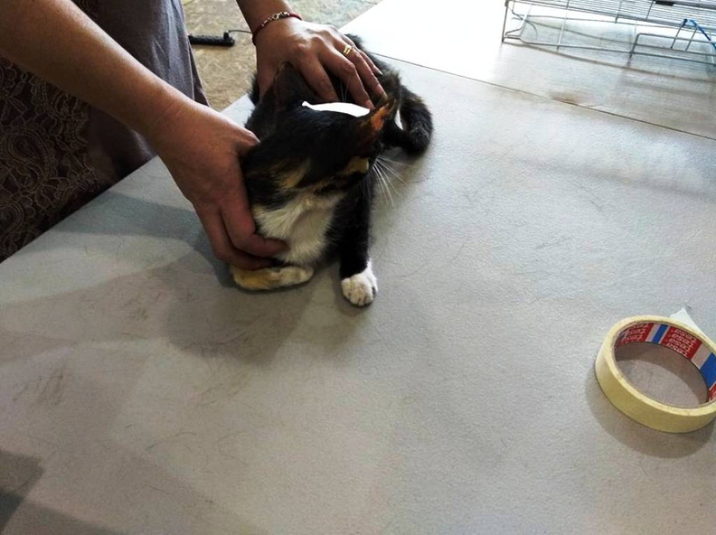 En el Gimnasio Municipal se realizó el operativo de esterilización con más de 150 mascotas de la Comuna de Pinto 20-01-2018 (3).jpg