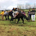 Carreras a la Chilena fueron celebradas en el Parque Ramadero 23-09-2018 (1)