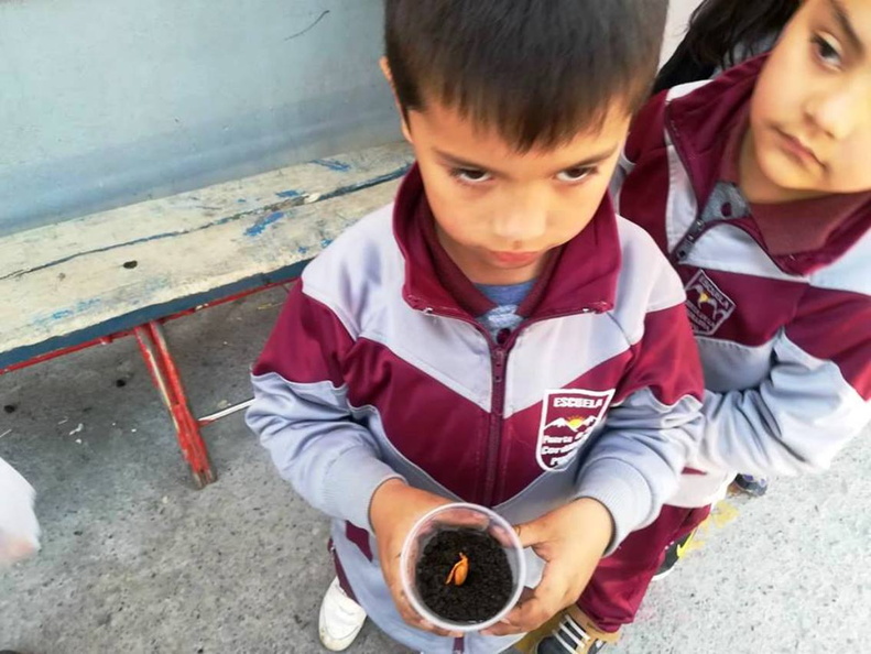 Alumnos realizan almacigo en vasitos desechables en la Escuela Puerta de la Cordillera 15-11-2018 (1)
