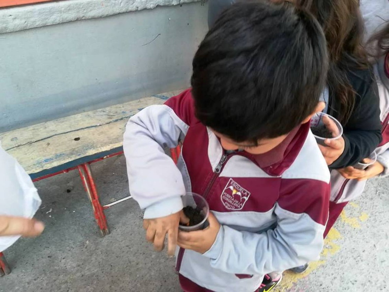 Alumnos realizan almacigo en vasitos desechables en la Escuela Puerta de la Cordillera 15-11-2018 (2).jpg