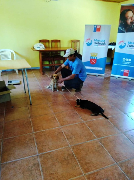 Operativo Mascota Protegida pronto a terminar ha visitado diferentes sectores de Pinto 17-01-2019 (41)
