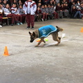 Charla masiva sobre Tenencia Responsable de Mascotas fue realizada en la escuela Puerta de la Cordillera 11-09-2019 (14)