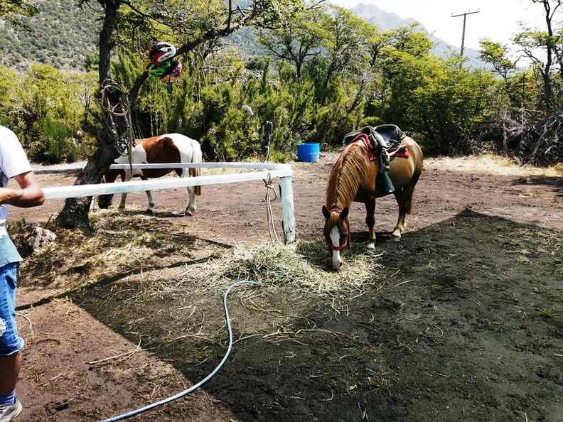 Fiscalización a propietarios que arriendan caballos en el sector de Valle Las Trancas 17-01-2020 (2)