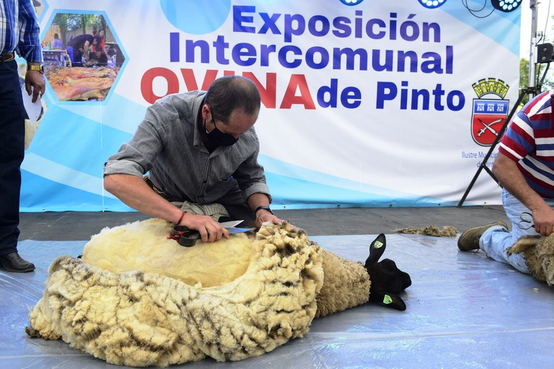 XVII Exposición Intercomunal Ovina de Pinto 08-11-2021 (103)
