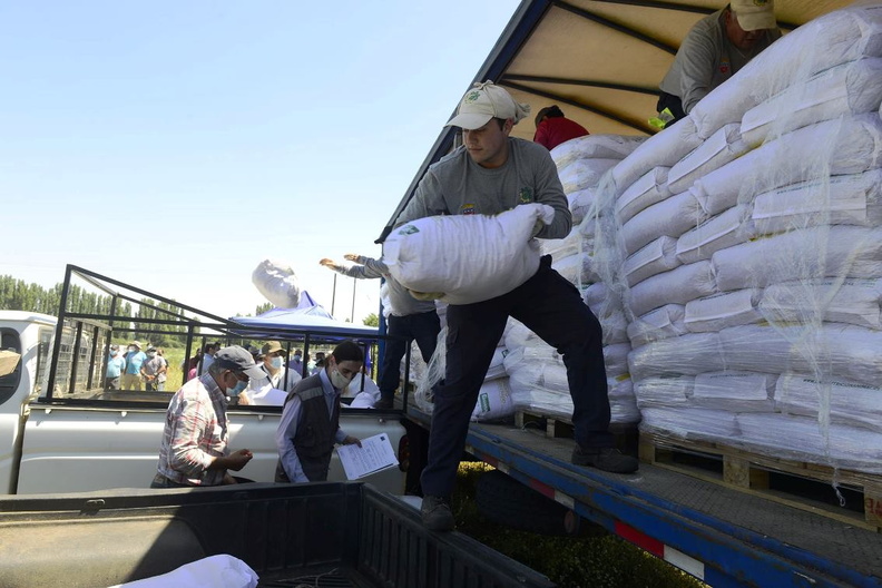 Entrega de concentrado de alimentos en sacos de 25 kilos para ganadería a ganaderos de Pinto 17-12-2021-2 (2)