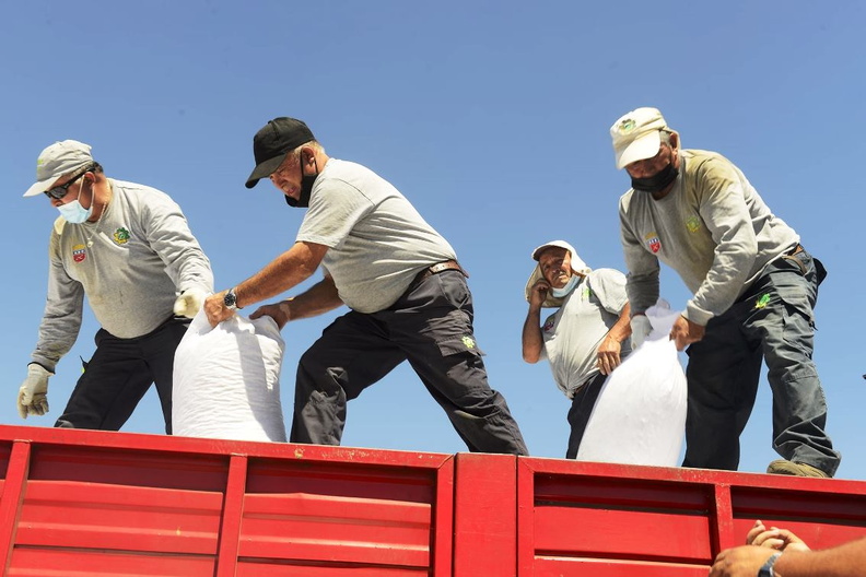 Entrega de 1.225 sacos de pellets de alfalfa para el ganado de 49 agricultores 26-01-2022-2 (6)