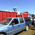Entrega de 1.225 sacos de pellets de alfalfa para el ganado de 49 agricultores 26-01-2022-2 (13)