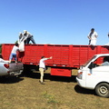 Entrega de 1.225 sacos de pellets de alfalfa para el ganado de 49 agricultores 26-01-2022-2 (27)