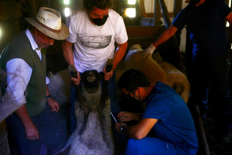 Programa Mascota Protegida de la Subdere se presenta en Pinto junto al famoso veterinario Sebastián Jiménez 09-02-2022 (1).jpg