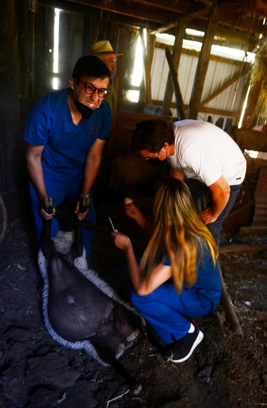 Programa Mascota Protegida de la Subdere se presenta en Pinto junto al famoso veterinario Sebastián Jiménez 09-02-2022 (2).jpg