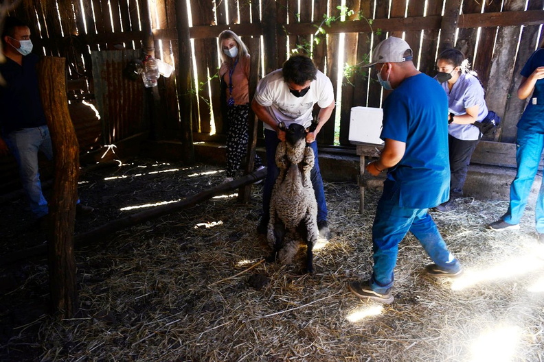 Programa Mascota Protegida de la Subdere se presenta en Pinto junto al famoso veterinario Sebastián Jiménez 09-02-2022 (21).jpg