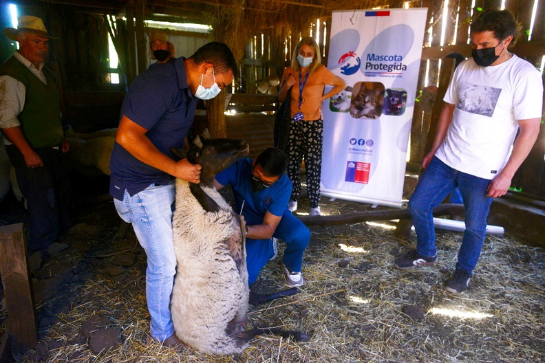 Programa Mascota Protegida de la Subdere se presenta en Pinto junto al famoso veterinario Sebastián Jiménez 09-02-2022 (22)