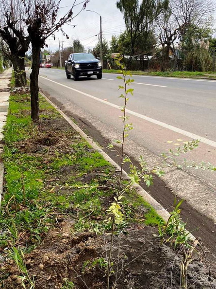 Reforestación de las avenidas principales de Pinto y Recinto 28-06-2022 (3).jpg