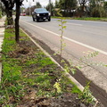 Reforestación de las avenidas principales de Pinto y Recinto 28-06-2022 (3)