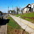 Arbolado urbano en la avenida principal de acceso a Pinto 25-07-2023 (7)