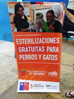 En el Gimnasio Municipal se realizó el operativo de esterilización con más de 150 mascotas de la Comuna de Pinto 20-01-2018 (1)